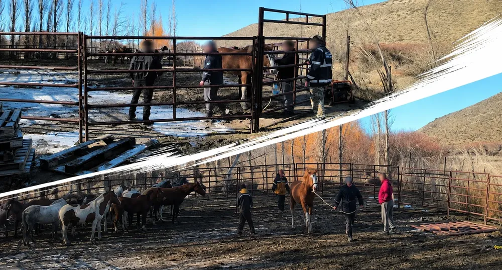 Caballos